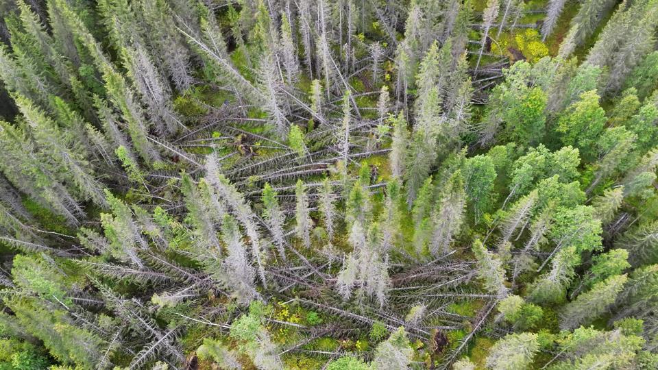 Lenke til artikkel: Oppryddingsarbeid etter stormskader i Skillevollen