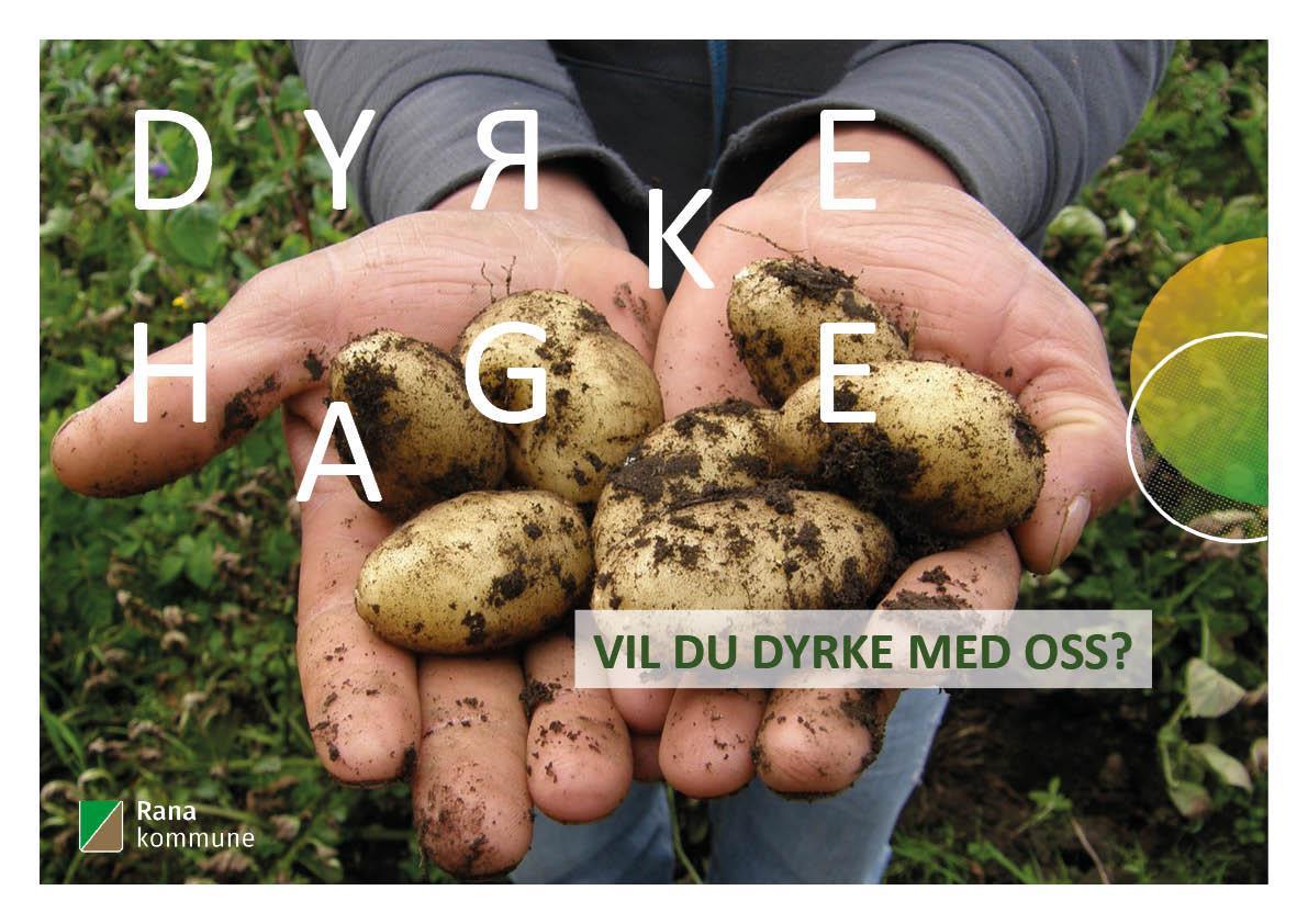 Bildet viser to utstrakte hender som holder på nypoteter dekket av jord. Teksten sier "dyrkehage. Vil du dyrke med oss? Rana kommune - Klikk for stort bilde